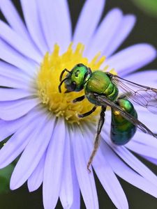 Preview wallpaper flower, bee, petals, green, white, macro