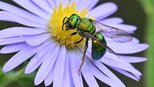 Preview wallpaper flower, bee, petals, green, white, macro