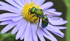 Preview wallpaper flower, bee, petals, green, white, macro