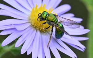 Preview wallpaper flower, bee, petals, green, white, macro