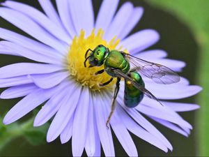 Preview wallpaper flower, bee, petals, green, white, macro