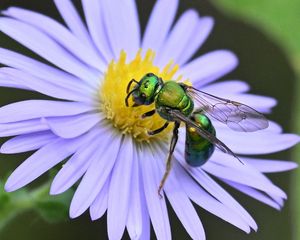 Preview wallpaper flower, bee, petals, green, white, macro