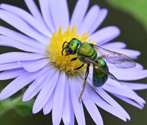 Preview wallpaper flower, bee, petals, green, white, macro