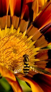 Preview wallpaper flower, bee, petals, striped, pollination