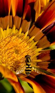 Preview wallpaper flower, bee, petals, striped, pollination