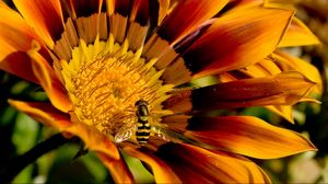 Preview wallpaper flower, bee, petals, striped, pollination