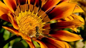 Preview wallpaper flower, bee, petals, striped, pollination