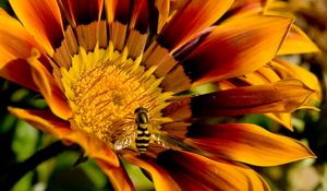 Preview wallpaper flower, bee, petals, striped, pollination