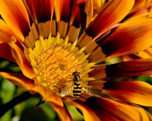 Preview wallpaper flower, bee, petals, striped, pollination