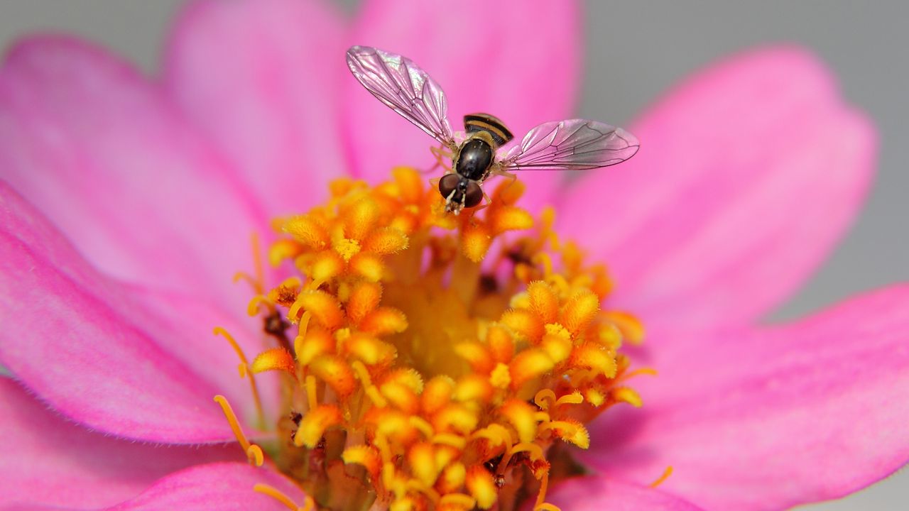 Wallpaper flower, bee, petals
