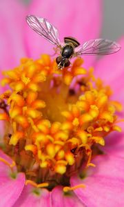 Preview wallpaper flower, bee, petals