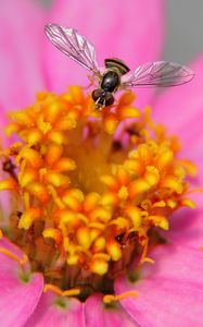 Preview wallpaper flower, bee, petals