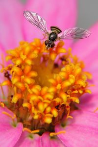 Preview wallpaper flower, bee, petals