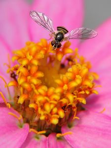 Preview wallpaper flower, bee, petals