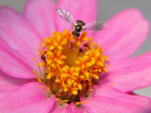 Preview wallpaper flower, bee, petals