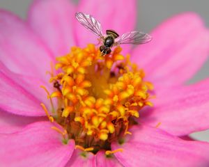 Preview wallpaper flower, bee, petals