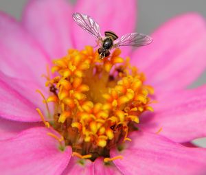 Preview wallpaper flower, bee, petals