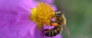 Preview wallpaper flower, bee, pollen, macro, purple