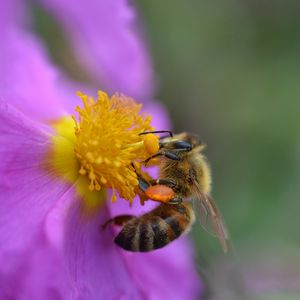 Preview wallpaper flower, bee, pollen, macro, purple