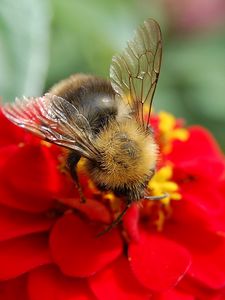 Preview wallpaper flower, bee, pollinated