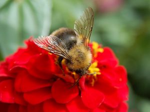 Preview wallpaper flower, bee, pollinated