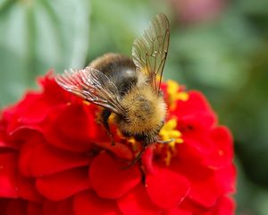 Preview wallpaper flower, bee, pollinated