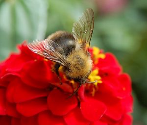 Preview wallpaper flower, bee, pollinated