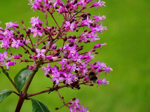 Preview wallpaper flower, bee, pollination, branch