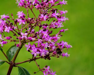 Preview wallpaper flower, bee, pollination, branch