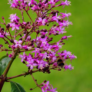 Preview wallpaper flower, bee, pollination, branch