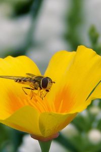 Preview wallpaper flower, bee, pollination, insect