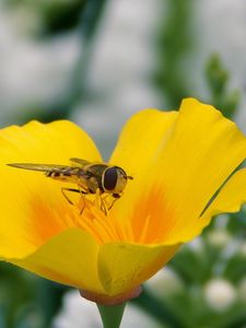 Preview wallpaper flower, bee, pollination, insect