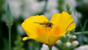 Preview wallpaper flower, bee, pollination, insect