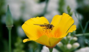 Preview wallpaper flower, bee, pollination, insect