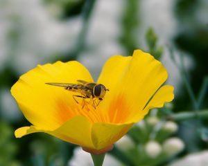 Preview wallpaper flower, bee, pollination, insect