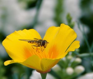 Preview wallpaper flower, bee, pollination, insect