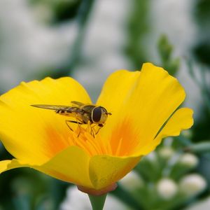 Preview wallpaper flower, bee, pollination, insect