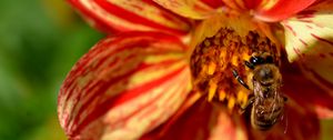 Preview wallpaper flower, bee, pollination