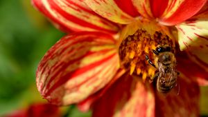 Preview wallpaper flower, bee, pollination