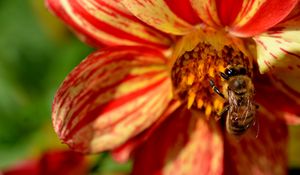 Preview wallpaper flower, bee, pollination