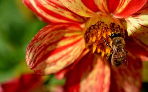 Preview wallpaper flower, bee, pollination