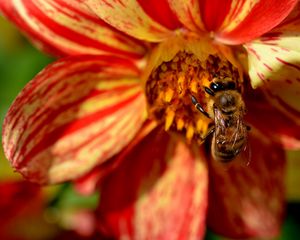 Preview wallpaper flower, bee, pollination