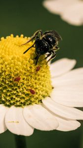 Preview wallpaper flower, bee, pollination, daisy