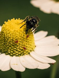 Preview wallpaper flower, bee, pollination, daisy