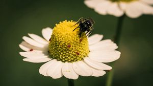 Preview wallpaper flower, bee, pollination, daisy