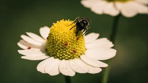 Preview wallpaper flower, bee, pollination, daisy