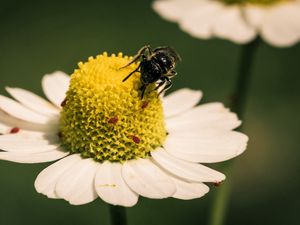 Preview wallpaper flower, bee, pollination, daisy