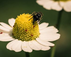 Preview wallpaper flower, bee, pollination, daisy