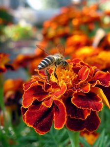 Preview wallpaper flower, bee, pollination, insect, meadow