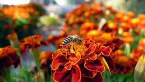 Preview wallpaper flower, bee, pollination, insect, meadow